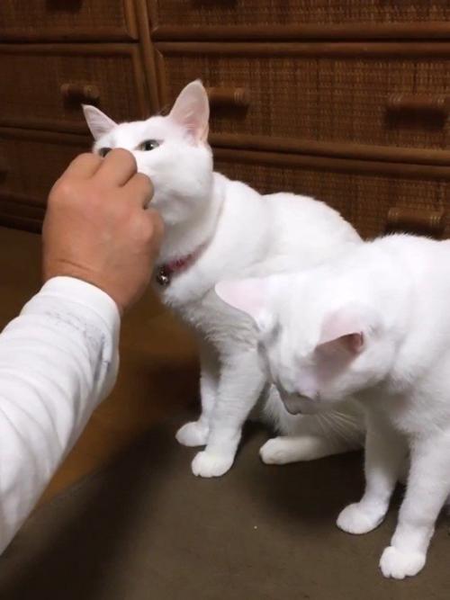 おやつをもらう奥にいる猫
