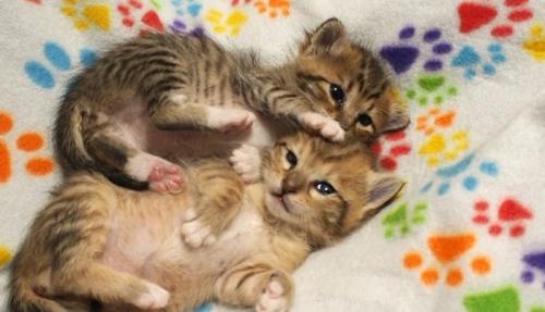 くっついて寝る子猫