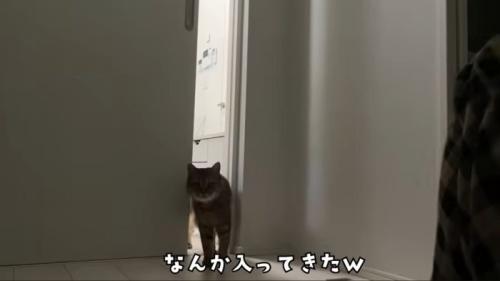 部屋に入るみにら君