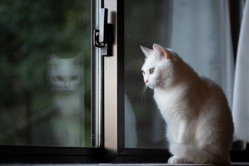 猫のお留守番