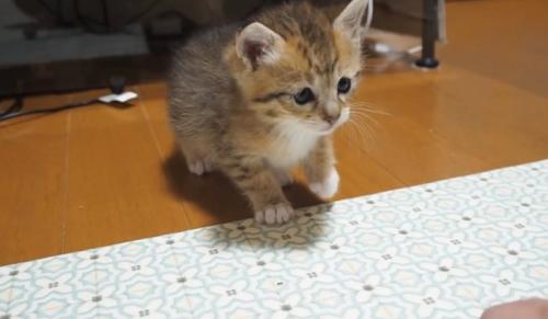 手を見ている子猫