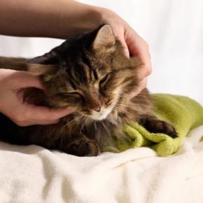 猫の『お留守番後』にしてあげたいアフターケア4選　取り入れたい理由や上手な接し方まで