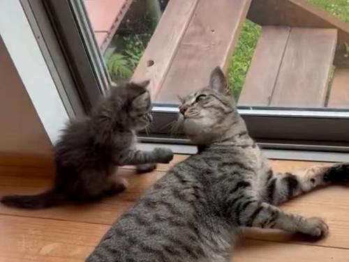 お互いの顔を見る2匹の猫
