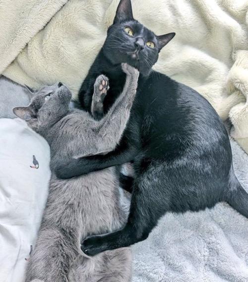 同居猫に抱きつく猫