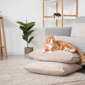 猫と暮らす部屋を『スッキリ見せる』3つのコツ　安全で快適な環境作りのアイデアも紹介