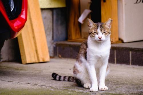 今にも寝そうな猫