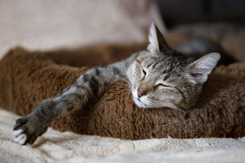 ベッドでくつろぐ老猫