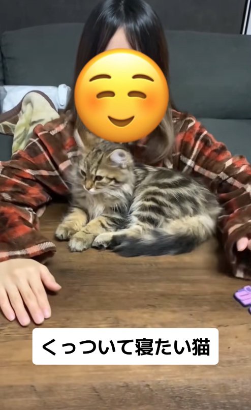 両手を開いている飼い主の正面にいる猫