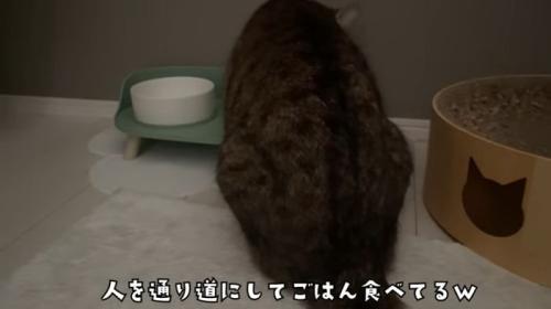 ごはんたべるみにら君