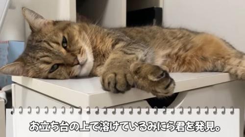 眠そうなみにら君
