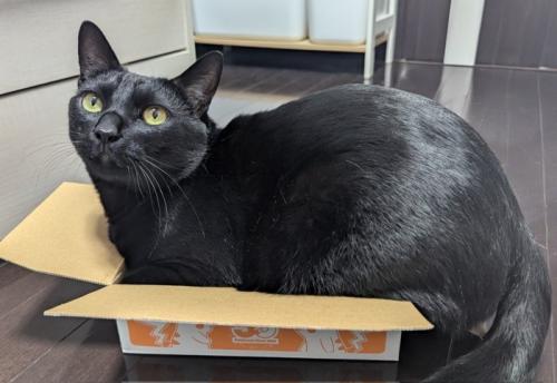 箱に入る猫