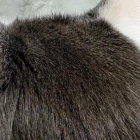 白い体に黒い模様が入った猫→『後頭部』を見ると…可愛すぎる光景に２万いいね「人間のヘアスタイルそっくりｗ」「カットいったのかな」