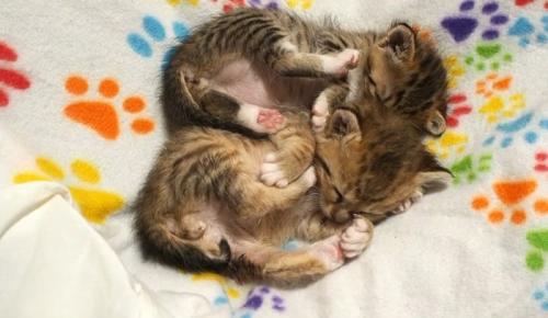 くっついて寝る子猫