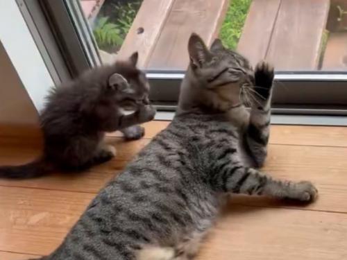 自分の手を舐める子猫と猫
