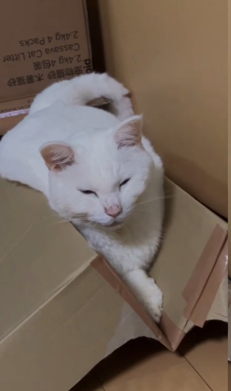壊した箱でくつろぐ猫