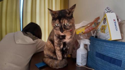 イカ耳のたっちゃん