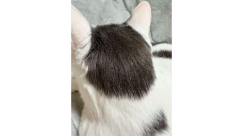 猫の後頭部