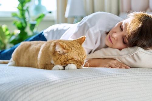 飼い主と眠る老猫