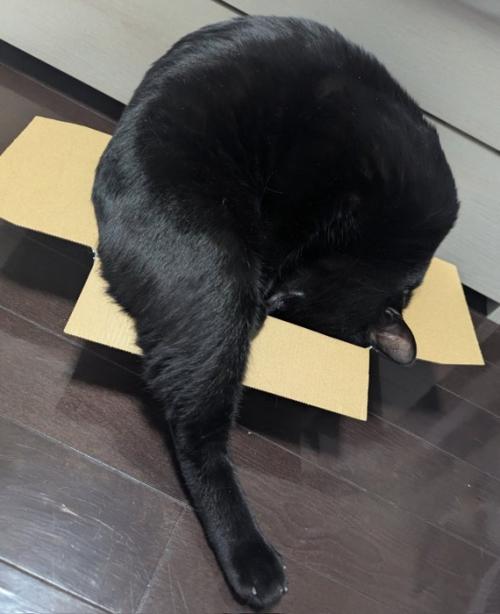 変なポーズの猫
