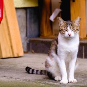 猫が『座った状態で寝る』ときの理由4つ　横にならない理由や心理も解説