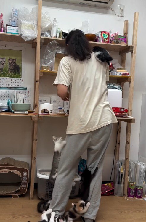 人間に登る子猫たち