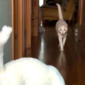 ２匹のネコが待つ家に帰った結果→廊下の奥から走ってきて…想像以上に愛おしい『熱烈大歓迎』に「羨ましい」「駆け足でお迎え可愛い」の声