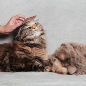 猫にとって迷惑な『やりすぎお世話』5選　逆効果になる理由や悪影響を及ぼすリスクまで