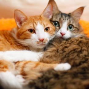 猫同士の間で『モテモテな猫』に当てはまる特徴3つ　好かれる理由や意外な条件とは？