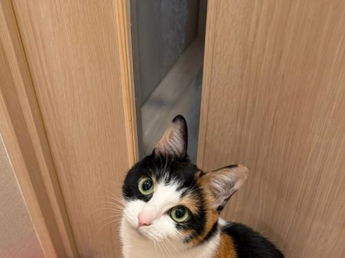 見上げるナツちゃん