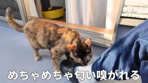 めちゃめちゃ匂い嗅がれる
