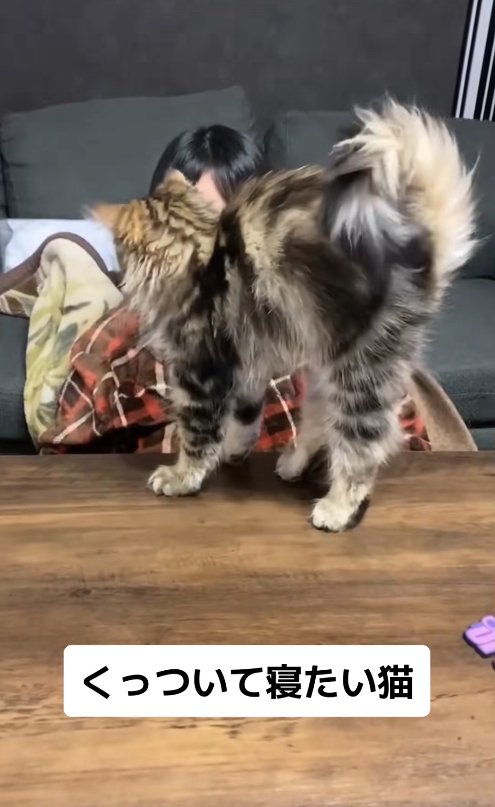 背中を弓形にして両手足をピンと伸ばしている猫