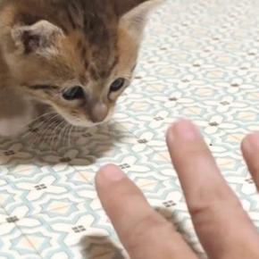 毛を逆立てながら『恐る恐る近づいてきた子猫』→手に向かって…尊すぎる光景が66万再生「すべての動きがかわいい」「キュンときた」