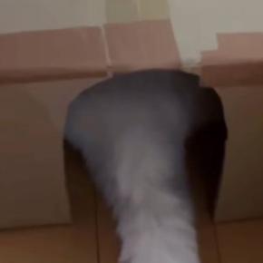 手作りダンボールハウスで『くつろいでいた猫』→朝起きて見てみると…『まさかの光景』に爆笑の声「夏仕様にリニューアルｗ」「正解かもｗ」