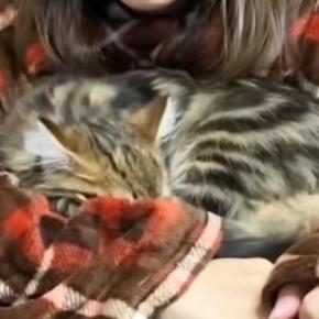 腕に包まれるようにして眠っていた子猫→飼い主がそっと『腕を離してみる』と…とんでもなく尊い瞬間が49万再生「幸せがすぎる」「泣いた」