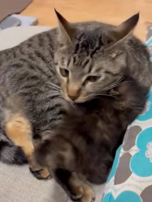 子猫を毛づくろい中の猫
