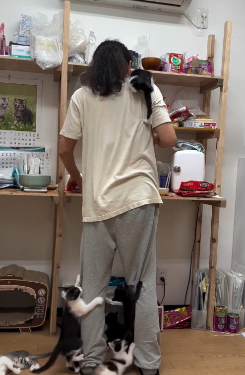 人間に登る子猫たち