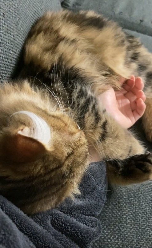 飼い主の腕に抱きついて寝ている猫