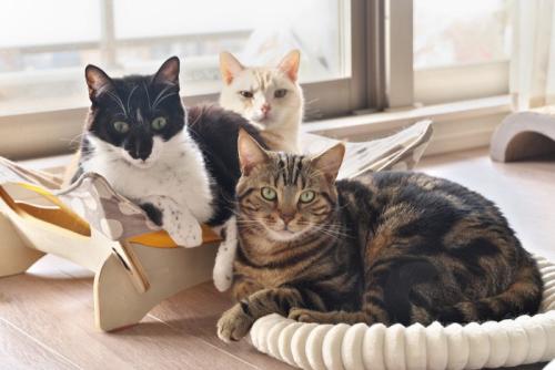 3匹の猫
