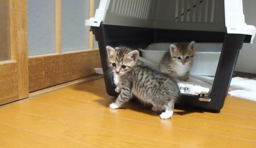 ケージから出る子猫