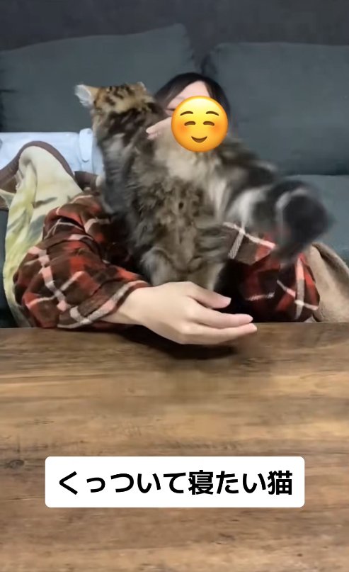 飼い主の肩に前足を乗せている猫