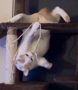 バランスを崩して下の段に落下する猫