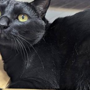 満足げな表情で『ダンボールに入る黒猫』→『後ろ側』から見てみると…まさかの光景に１万いいね「お尻に笑ったｗ」「ツヤツヤすぎる」