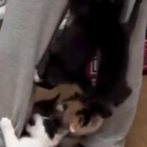 元気いっぱいな子猫たち→『ごはんの準備』を始めると…とんでもない状況に２万いいね「ご飯をくれるキャットタワーｗ」「痛い痛いｗｗ」