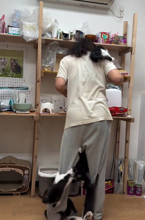 人間に登る子猫たち