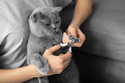 爪切りをされる猫