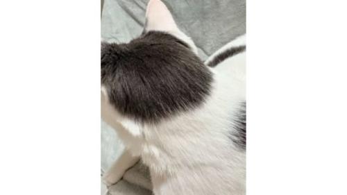 猫の後頭部