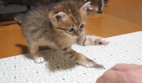 猫パンチをする子猫