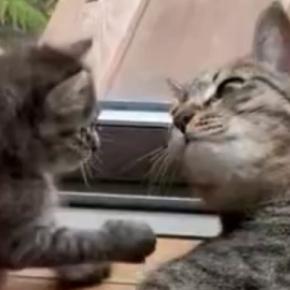 毛づくろいをし始めた先輩猫と子猫→おててに注目すると…予想外の『尊い光景』に１万いいね「動きがあってるねｗ」「ずっと見ていられる」
