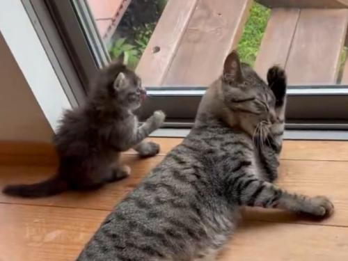 舌をぺろりと出して猫のほうを見る子猫