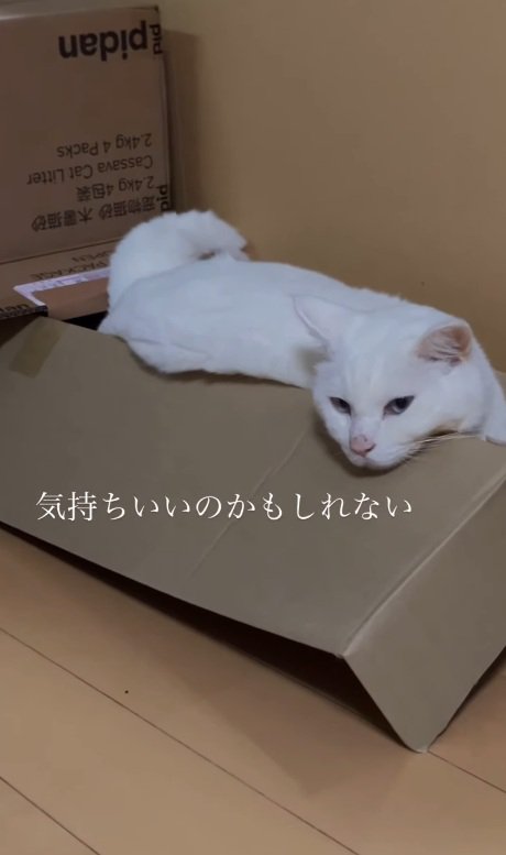 眠そうな猫